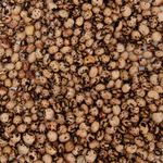 Semente Feijão guandu fava larga