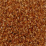  Semente Sorgo BRS ponta negra