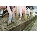 Faixa de Identificação em Nylon c/ fecho de Velcro® - pacote c/ 10 unid