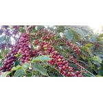 Café Gourmet Artesanal moído New Quantic - 100% Arábica - 1kg