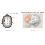 TMS Estimulação Magnética Transcraniana