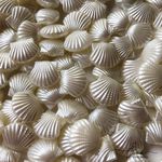 Contas Conchas Pérola 
