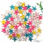 Mini Estrela do Mar (10 uni)