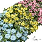 Flor Tripla Termo Colante (4Uni.) 
