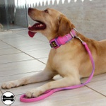 Coleira Para Cachorro Amorosso + Super Guia Curta 80cm (rosa e lilás)