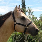 Cabresto para Cavalo Nylon Preto Boots Horse 3927