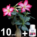 Adenium Obesum 10 Rosas do Deserto 10 A 12 Meses + Fertilizante