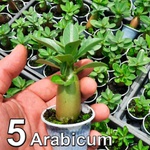 Adenium Arabicum 05 mudas de rosa do deserto 3 a 5 meses