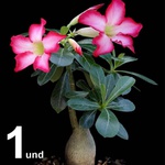 Adenium Obesum 1 Rosa do Deserto 10 A 12 Meses