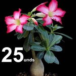 Adenium Obesum 25 Rosas do Deserto 10 A 12 Meses