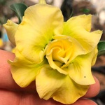 Rosa do Deserto Tripla Amarela DOURADA