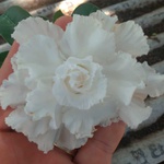Rosa do Deserto Tripla Branca LEA-2
