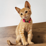 Coleira Anti-Enforcamento para Gatos com metais níquel 