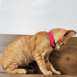 Coleira Anti-Enforcamento para Gatos com metais níquel 