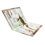 Livro Monte Seu Dino: Celidossauro