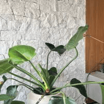 Pedra Bossa Nova Aré Branca