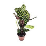 Calathea Pavão PT12