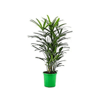 Palmeira Rafis PT24