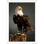 Aguia 01 - Quadro com Moldura - Preto, Marrom, Rústica ou Branca