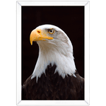 Águia 02 - Quadro com Moldura - Preto, Marrom, Rústica ou Branca