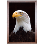 Águia 02 - Quadro com Moldura - Preto, Marrom, Rústica ou Branca