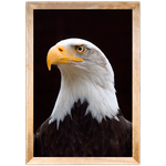 Águia 02 - Quadro com Moldura - Preto, Marrom, Rústica ou Branca