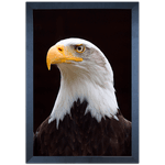 Águia 02 - Quadro com Moldura - Preto, Marrom, Rústica ou Branca
