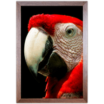 ARARA 01 - Quadro com Moldura - Preto, Marrom, Rústica ou Branco