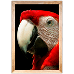 ARARA 01 - Quadro com Moldura - Preto, Marrom, Rústica ou Branco