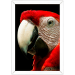 ARARA 01 - Quadro com Moldura - Preto, Marrom, Rústica ou Branco