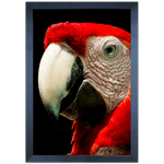 ARARA 01 - Quadro com Moldura - Preto, Marrom, Rústica ou Branco