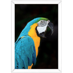 ARARA 02 - Quadro com Moldura - Preto, Marrom, Rústica ou Branca