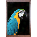 ARARA 02 - Quadro com Moldura - Preto, Marrom, Rústica ou Branca