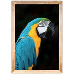 ARARA 02 - Quadro com Moldura - Preto, Marrom, Rústica ou Branca