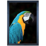 ARARA 02 - Quadro com Moldura - Preto, Marrom, Rústica ou Branca