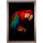 ARARA 03 - Quadro com Moldura - Preto, Marrom, Rústica ou Branco