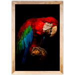 ARARA 03 - Quadro com Moldura - Preto, Marrom, Rústica ou Branco