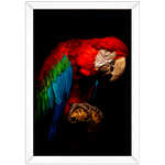 ARARA 03 - Quadro com Moldura - Preto, Marrom, Rústica ou Branco