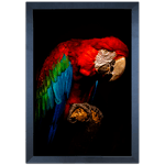 ARARA 03 - Quadro com Moldura - Preto, Marrom, Rústica ou Branco