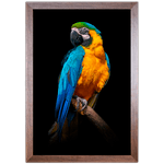 ARARA 04 - Quadro com Moldura - Preto, Marrom, Rústica ou Branco