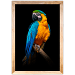 ARARA 04 - Quadro com Moldura - Preto, Marrom, Rústica ou Branco