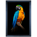 ARARA 04 - Quadro com Moldura - Preto, Marrom, Rústica ou Branco