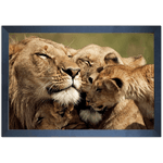 Leão 08 - Quadro com Moldura - Preto, Marrom, Rústica ou Branco