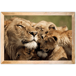 Leão 08 - Quadro com Moldura - Preto, Marrom, Rústica ou Branco