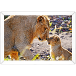 Leão 09 - Quadro com Moldura - Preto, Marrom, Rústica ou Branco