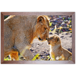 Leão 09 - Quadro com Moldura - Preto, Marrom, Rústica ou Branco