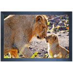 Leão 09 - Quadro com Moldura - Preto, Marrom, Rústica ou Branco