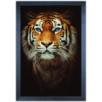 Tigre 01 - Quadro com Moldura - Preto, Marrom, Rústica ou Branco