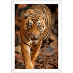 Tigre 02 - Quadro com Moldura - Preto, Marrom, Rústica ou Branco