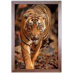 Tigre 02 - Quadro com Moldura - Preto, Marrom, Rústica ou Branco